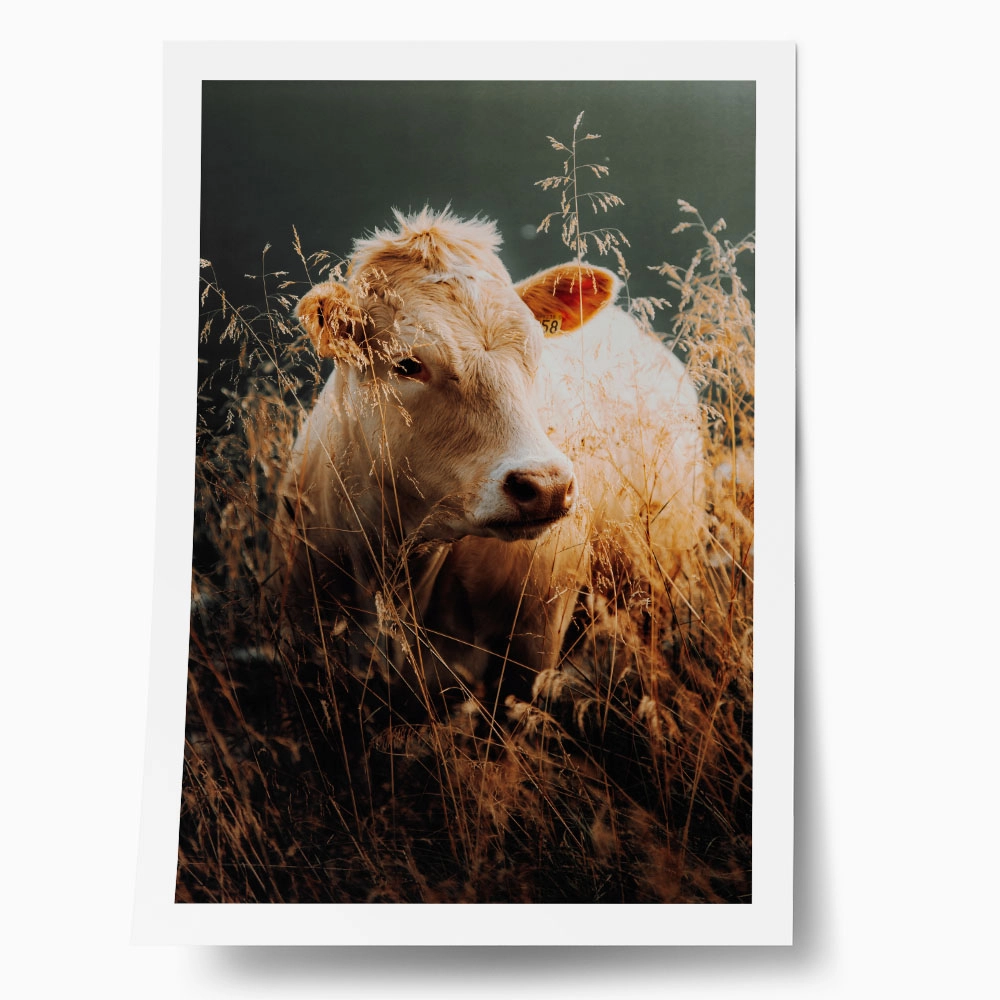 Poster RUSTIC FARMHOUSE COW 5