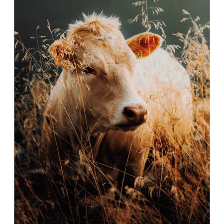 Poster RUSTIC FARMHOUSE COW 5 -  Sticky 2