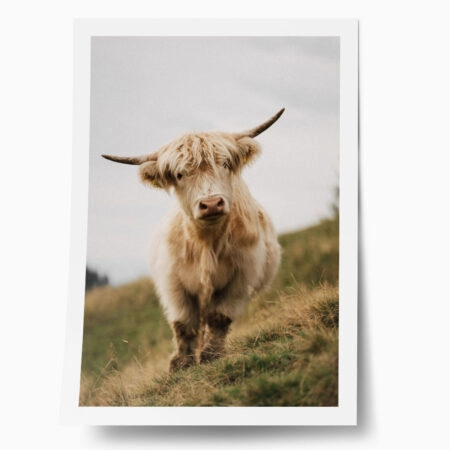 Poster RUSTIC FARMHOUSE COW 6 - 