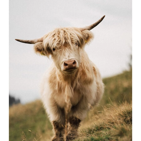 Poster RUSTIC FARMHOUSE COW 6 -  Sticky 2