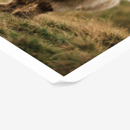 Poster RUSTIC FARMHOUSE COW 6 -  Sticky 1
