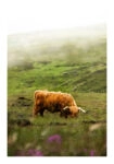 Poster RUSTIC FARMHOUSE COW 7