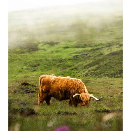 Poster RUSTIC FARMHOUSE COW 7 -  Sticky 2