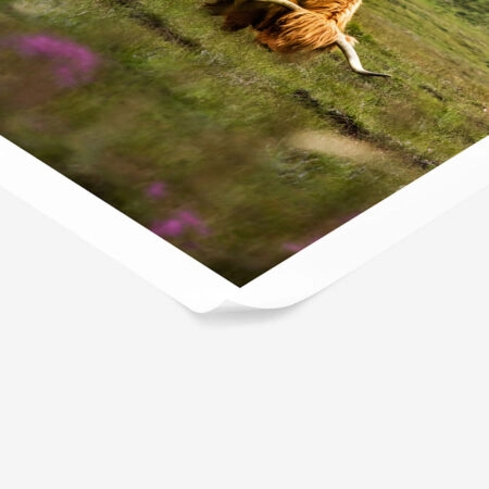 Poster RUSTIC FARMHOUSE COW 7 -  Sticky 1