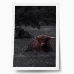 Poster RUSTIC FARMHOUSE COW 8