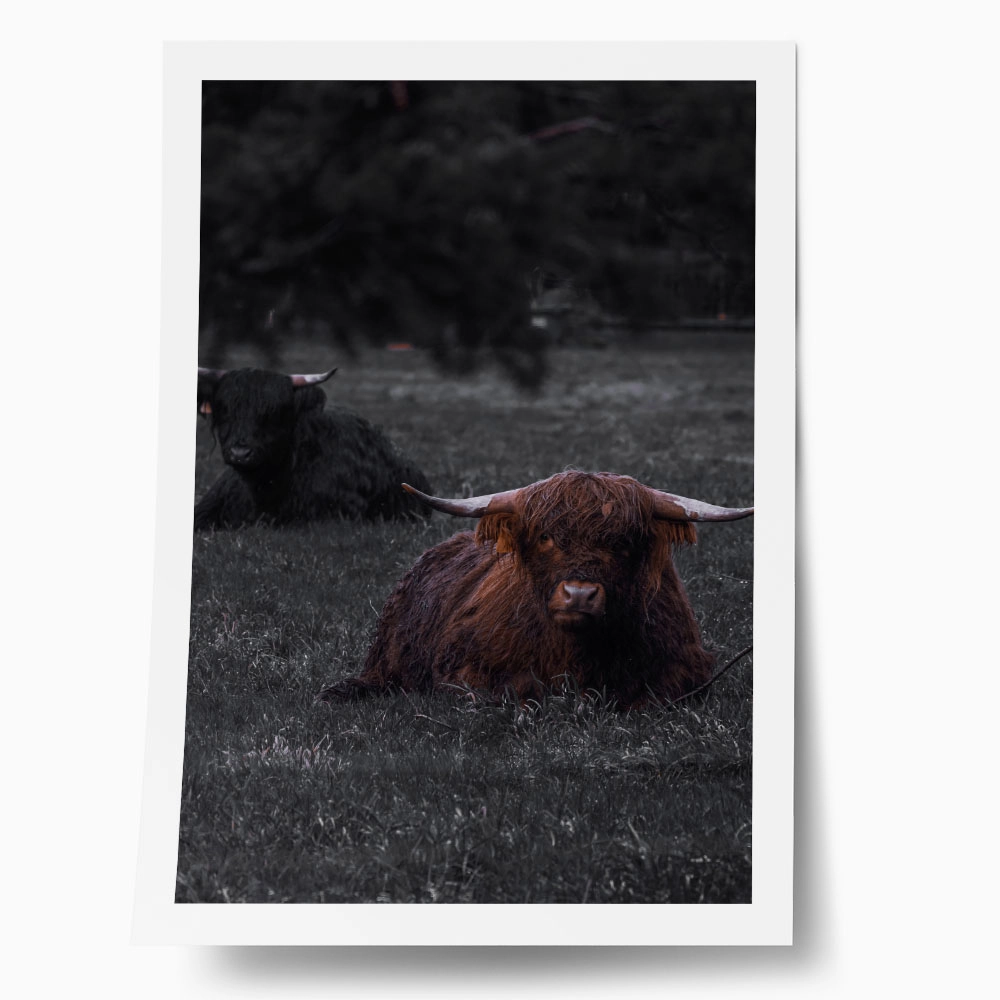 Poster RUSTIC FARMHOUSE COW 8