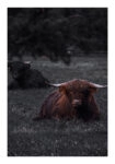 Poster RUSTIC FARMHOUSE COW 8