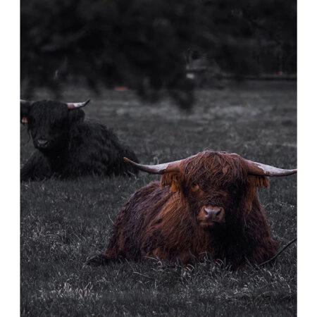 Poster RUSTIC FARMHOUSE COW 8 -  Sticky 2