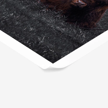 Poster RUSTIC FARMHOUSE COW 8 -  Sticky 1