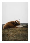 Poster RUSTIC FARMHOUSE COW 9