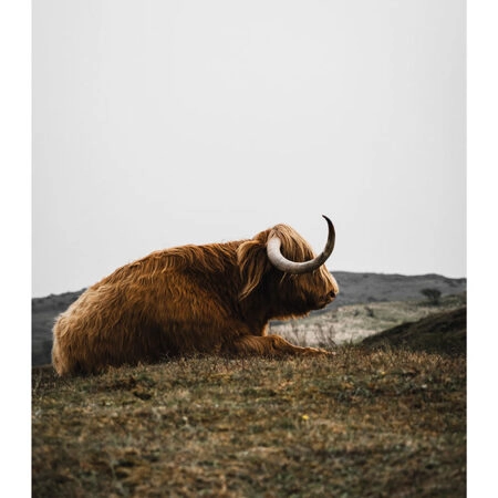 Poster RUSTIC FARMHOUSE COW 9 -  Sticky 2