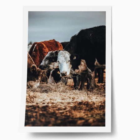 Poster RUSTIC FARMHOUSE COWS 2 - 