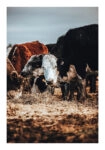 Poster RUSTIC FARMHOUSE COWS 2