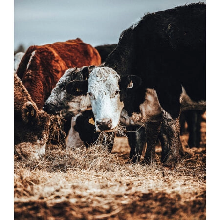 Poster RUSTIC FARMHOUSE COWS 2 -  Sticky 2