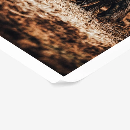 Poster RUSTIC FARMHOUSE COWS 2 -  Sticky 1