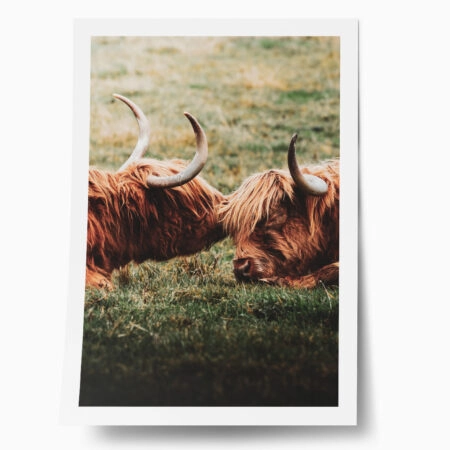 Poster RUSTIC FARMHOUSE COWS 3 - 