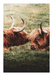 Poster RUSTIC FARMHOUSE COWS 3