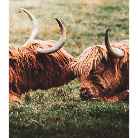 Poster RUSTIC FARMHOUSE COWS 3 -  Sticky 2