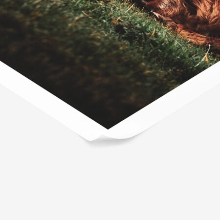 Poster RUSTIC FARMHOUSE COWS 3 -  Sticky 1