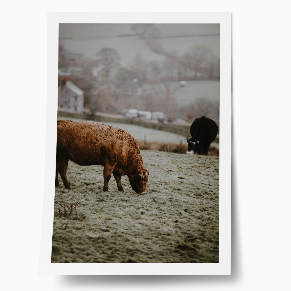 Poster RUSTIC FARMHOUSE COWS 4
