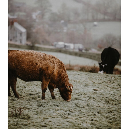 Poster RUSTIC FARMHOUSE COWS 4 -  Sticky 2