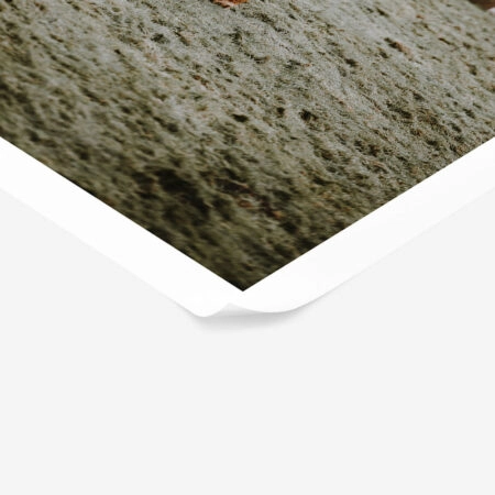 Poster RUSTIC FARMHOUSE COWS 4 -  Sticky 1