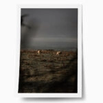 Poster RUSTIC FARMHOUSE COWS 5