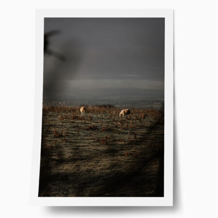 Poster RUSTIC FARMHOUSE COWS 5 - 