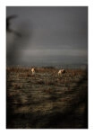 Poster RUSTIC FARMHOUSE COWS 5