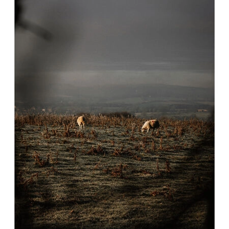 Poster RUSTIC FARMHOUSE COWS 5 -  Sticky 2