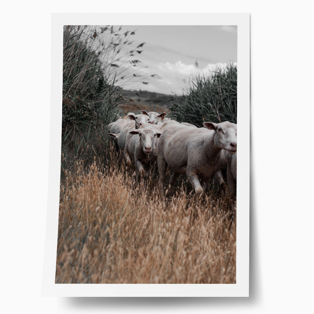 Poster RUSTIC FARMHOUSE COWS 6