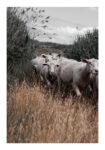 Poster RUSTIC FARMHOUSE COWS 6