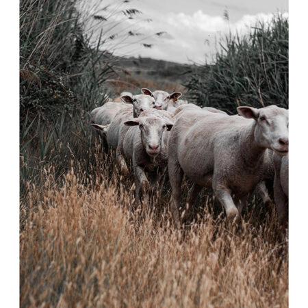 Poster RUSTIC FARMHOUSE COWS 6 -  Sticky 2