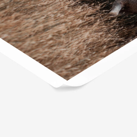 Poster RUSTIC FARMHOUSE COWS 6 -  Sticky 1