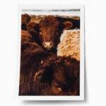 Poster RUSTIC FARMHOUSE COWS 7