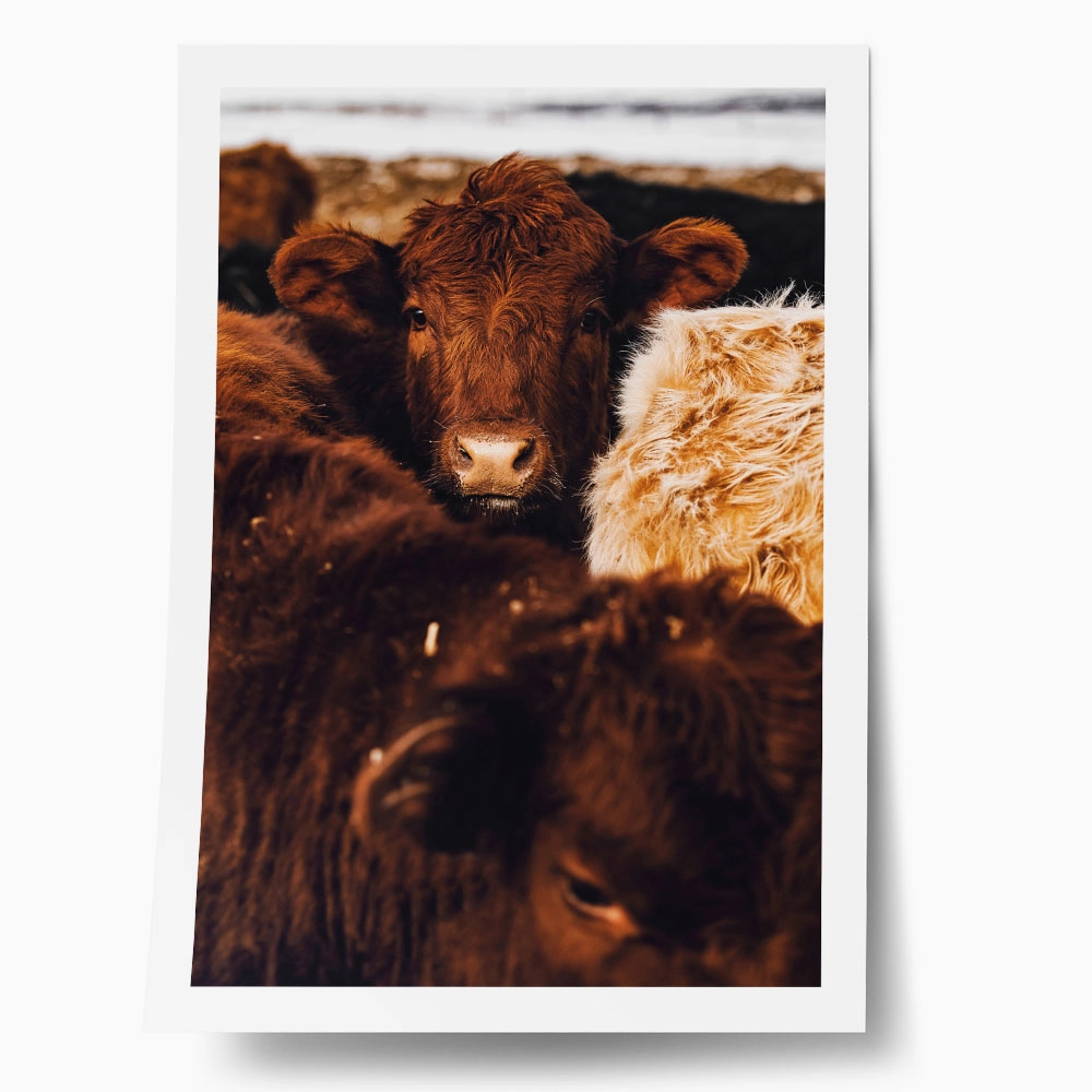 Poster RUSTIC FARMHOUSE COWS 7