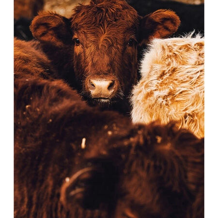 Poster RUSTIC FARMHOUSE COWS 7 -  Sticky 2