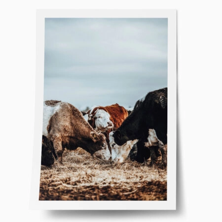 Poster RUSTIC FARMHOUSE COWS - 