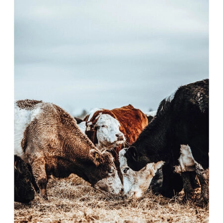 Poster RUSTIC FARMHOUSE COWS -  Sticky 2