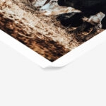 Poster RUSTIC FARMHOUSE COWS