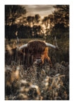 Poster RUSTIC FARMHOUSE COW
