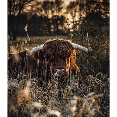 Poster RUSTIC FARMHOUSE COW -  Sticky 2
