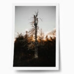 Poster RUSTIC FARMHOUSE DEAD TREE