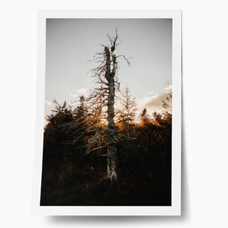 Poster RUSTIC FARMHOUSE DEAD TREE - 