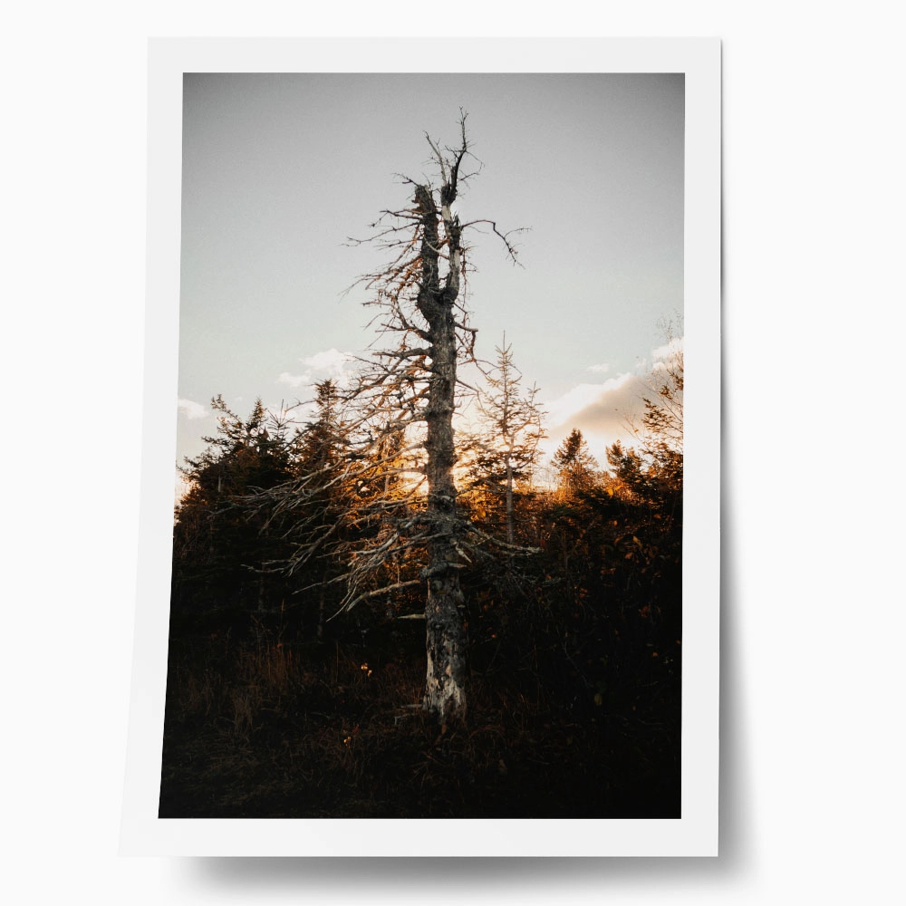 Poster RUSTIC FARMHOUSE DEAD TREE