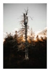 Poster RUSTIC FARMHOUSE DEAD TREE