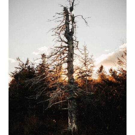 Poster RUSTIC FARMHOUSE DEAD TREE -  Sticky 2