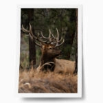 Poster RUSTIC FARMHOUSE DEER 2