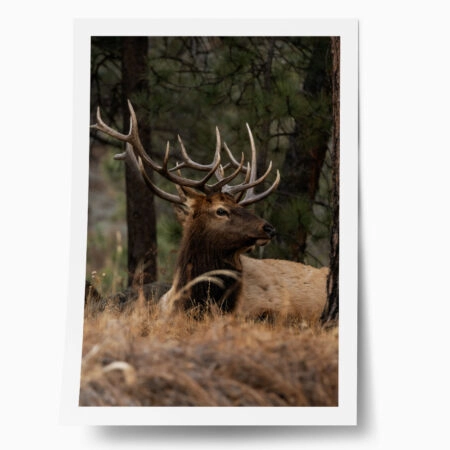 Poster RUSTIC FARMHOUSE DEER 2 - 