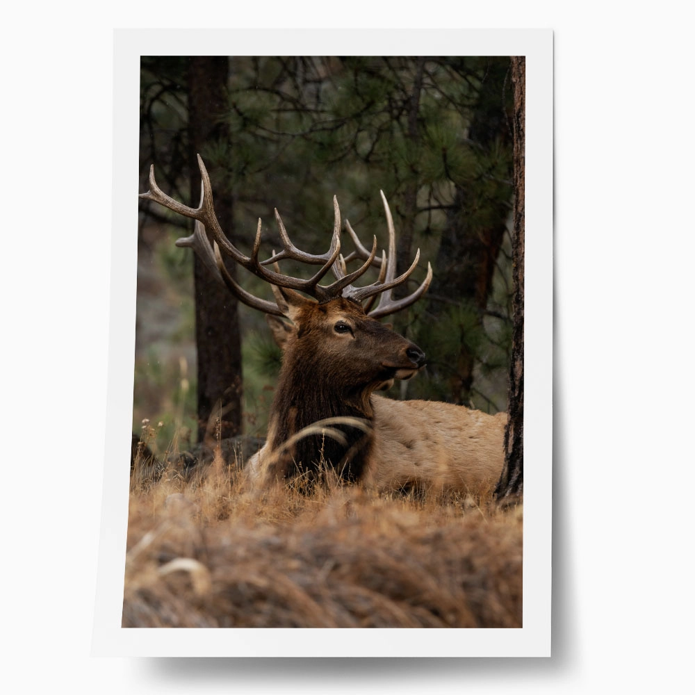 Poster RUSTIC FARMHOUSE DEER 2